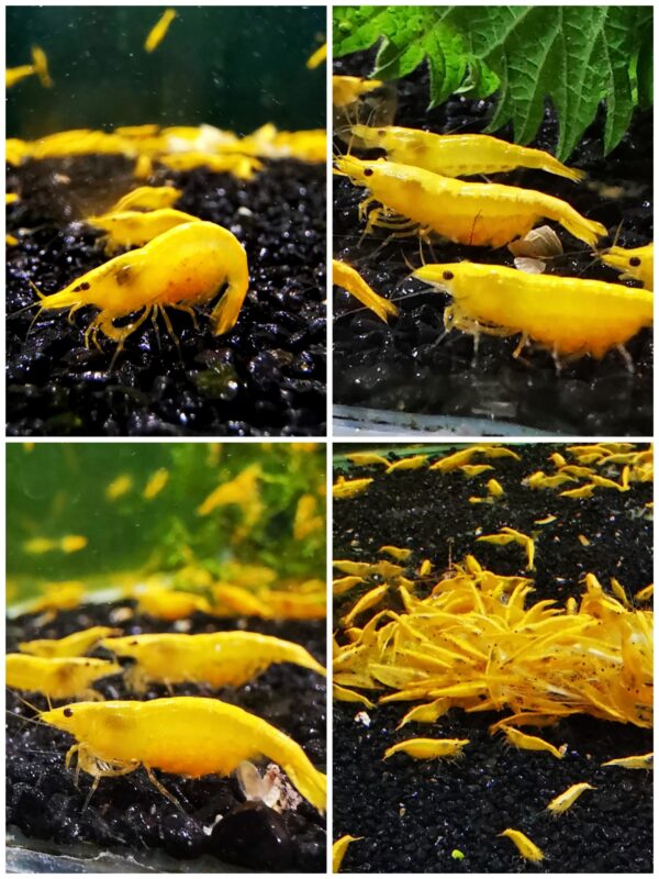 YELLOW - 1.5-2.0 CM